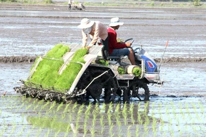 Nông dân Hậu Giang sản xuất lúa theo mô hình trồng lúa thông minh. Ảnh: CAO PHONG