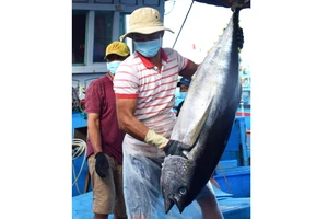 Ngư dân Nam Trung bộ khai thác cá ngừ đại dương theo phương thức truyền thống