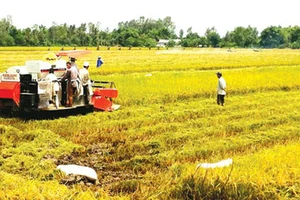Điều kiện, thủ tục chuyển mục đích sử dụng đất lúa, đất rừng tại 4 tỉnh, thành phố