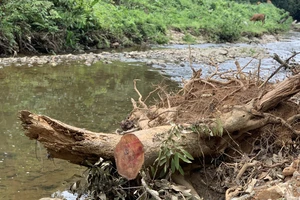Bà Rịa - Vũng Tàu: Làm rõ vụ phá 2,1ha rừng đặc dụng ở Côn Đảo