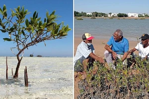 Nhóm nghiên cứu trồng cây ngập mặn tại khu Safaga ở biển Đỏ thuộc Ai Cập
