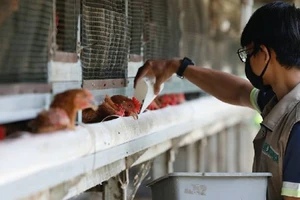 Một công nhân cho gà ăn tại Depok (Indonesia). Ảnh: REUTERS