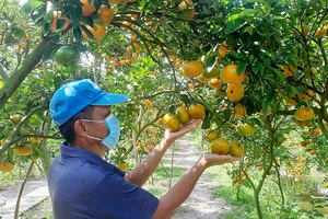 Đặc sản Quýt hồng Lai Vung được nông dân tỉnh Đồng Tháp sản xuất theo tiêu chuẩn VietGAP