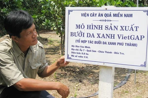 Sản xuất bưởi da xanh VietGAP ở Tổ hợp tác Phú Thành (xã Quới Sơn, huyện Châu Thành, tỉnh Bến Tre)