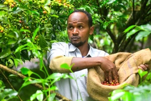 Một trang trại trồng cà phê ở Ethiopia. Ảnh: THX