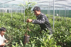 Người dân tìm mua cây giống mắc ca tại một cơ sở được kiểm duyệt tại xã Tu Tra, huyện Đơn Dương, tỉnh Lâm Đồng. Ảnh: ĐOÀN KIÊN