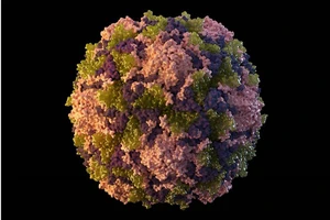 Hình ảnh mô tả virus bại liệt. Nguồn: AP