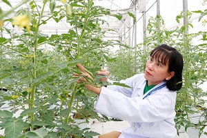 Chị Nguyễn Thị Kim Khánh, Phó Giám đốc Trung tâm Nghiên cứu và phát triển nông nghiệp công nghệ cao (thuộc Ban Quản lý Khu Nông nghiệp công nghệ cao TPHCM) chăm sóc cà chua bi