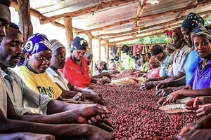 Phân loại hạt cà phê xuất khẩu ở Rwanda