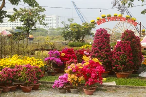 Chợ hoa xuân Bình Điền 2023 tiếp tục miễn phí tiền thuê mặt bằng