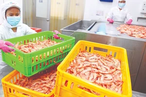 Công nhân Công ty cổ phần Thủy hải sản Sài Gòn APT chế biến hải sản. Ảnh: HOÀNG HÙNG