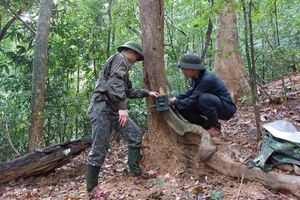 Cán bộ kỷ thuật Vườn Quốc gia Vũ Quang tiến hành lắp bẫy ảnh