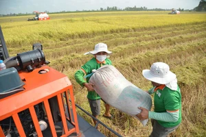 Nông dân vùng ĐBSCL thu hoạch lúa 