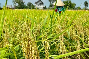 Cần 12.000 tỷ đồng triển khai Đề án 1 triệu ha lúa giảm hiệu ứng nhà kính