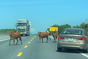 Phương tiện lưu thông trên tuyến cao tốc La Sơn - Túy Loan phải nhường đường cho bò. Ảnh: XUÂN QUỲNH