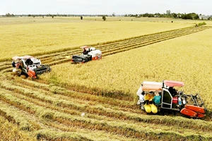 Thu hoạch lúa bằng máy gặt đập liên hợp ở cánh đồng lớn huyện Tân Hưng, tỉnh Long An. Ảnh: BÉ HAI