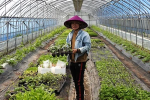 Cẩm Lam trong một nhà kính trồng rau ở Hàn Quốc. Ảnh: Jang Geon-seob