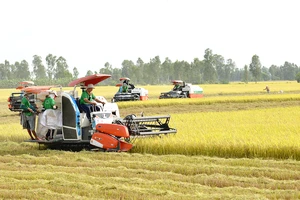 Thêm bước đột phá của ngành hàng lúa gạo