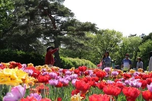 Lễ hội hoa tulip Canada. Nguồn: TTXVN