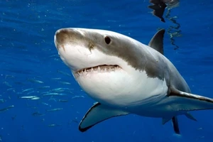 Brazil tịch thu số lượng vây cá mập lớn kỷ lục
