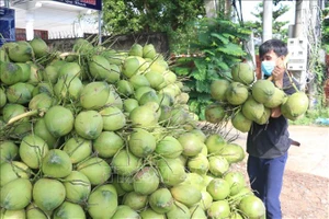 Sẽ xuất khẩu dừa sang Trung Quốc