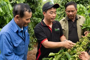 Dự án canh tác cà phê bền vững của Nestlé Việt Nam ở khu vực Tây Nguyên