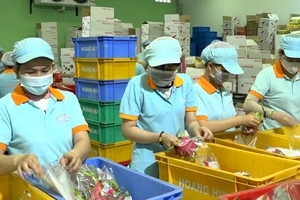 Đóng gói thanh long xuất khẩu tại Công ty Tnhh Mtv Xuất nhập khẩu Hoàng Huy, TPHCM