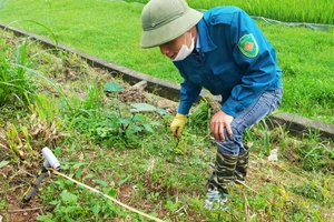 Nạn săn bắt giun bằng kích điện tại huyện Lập Thạch, tỉnh Vĩnh Phúc
