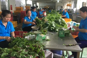 Sơ chế rau tại HTX Nông nghiệp SX-TM-DV Phước An (huyện Bình Chánh, TPHCM) 