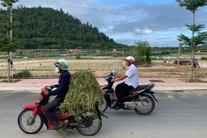 Quảng Ngãi: Giá đền bù thấp, nông dân Lý Sơn không đồng ý giao đất