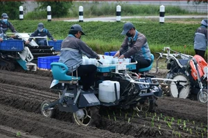 Công nhân thao tác trên máy trồng cây mùa vụ tại Nông trang Kobuta