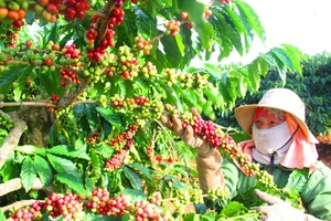 Tập trung phát triển cà phê theo hướng xanh và bền vững