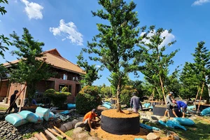 Công nhân chăm sóc vườn kiểng tại huyện Tân Phước (Tiền Giang) chuẩn bị phục vụ thị trường Tết 2024. Ảnh: NGỌC PHÚC