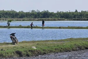 Người dân huyện Tân Thạnh, tỉnh Long An dùng xung điện để bắt cá