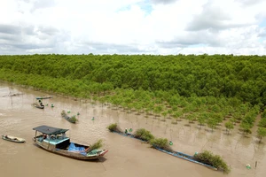 MangLub Việt Nam triển khai trồng rừng ngập mặn tại các tỉnh Vĩnh Long, Sóc Trăng, Trà Vinh
