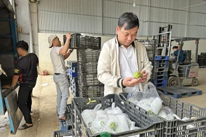 Anh Lưu Lập Đức kiểm tra rau củ vừa được đưa về nhà kho trước khi xuất bán cho siêu thị, chợ đầu mối