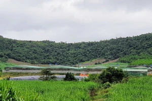 Vụ trại heo gây ô nhiễm ở Phú Yên: Xử phạt và giám sát chặt việc khắc phục