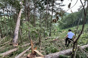 Điều tra vụ phá hơn 1,6ha rừng ở Lâm Đồng