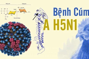 Chưa có bằng chứng cúm A/H5N1 lây từ người sang người