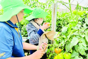 Khách tham quan vườn cà chua WinEco thuộc WinCommerce tại huyện Lạc Dương, Lâm Đồng. Ảnh: THI HỒNG
