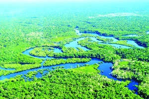 Rừng Amazon ở Brazil. Ảnh: National Geographic