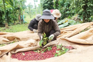 Nhờ liên kết tạo ra chuỗi sản phẩm bền vững nên người trồng cà phê ở Đắk Lắk có lợi nhuận cao. Ảnh: MAI CƯỜNG