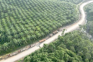 Rừng trồng gần thủ đô mới Nusantara của Indonesia. Ảnh: Reuters