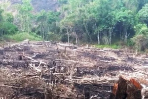Bình Định: Điều tra hàng loạt vụ phá rừng phòng hộ