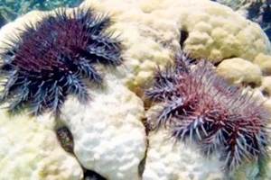 Bảo vệ san hô bằng dấm ăn