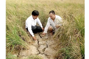 Người dân ấp Vườn Tre, xã Khánh Lộc, huyện Trần Văn Thời, tỉnh Cà Mau gặp nhiều khó khăn trong trồng lúa do khô hạn. Ảnh: TRÀNG DƯƠNG