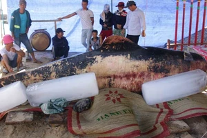 Lễ an táng cá voi nặng 600kg.