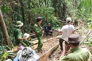 Cơ quan chức năng khám nghiệm hiện trường vụ phá rừng giáp ranh Lâm Đồng.