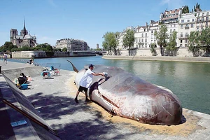 Cá voi trên sông Sein? 
