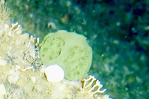 Phát hiện loại bọt biển có thể chữa ung thư tuyến tụy